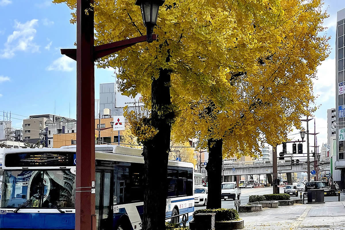 熊本市中央区電車通りの街路樹