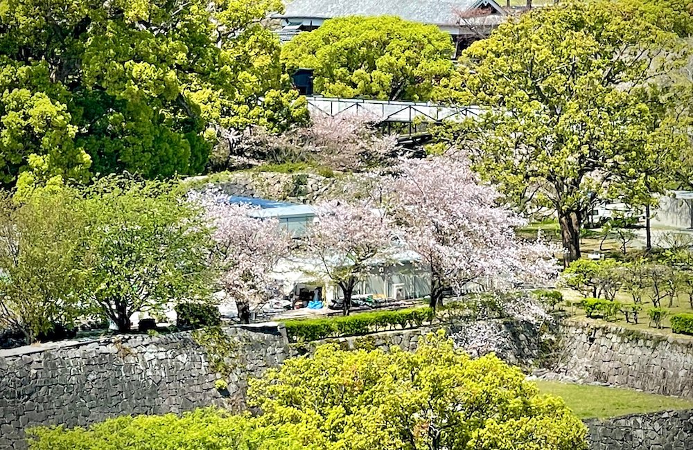 熊本城の満開の桜を上から撮影