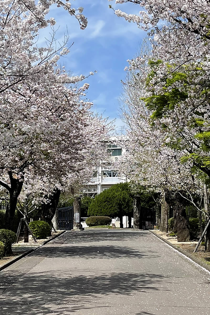 熊本高等学校正門のサクラと表札のない門柱