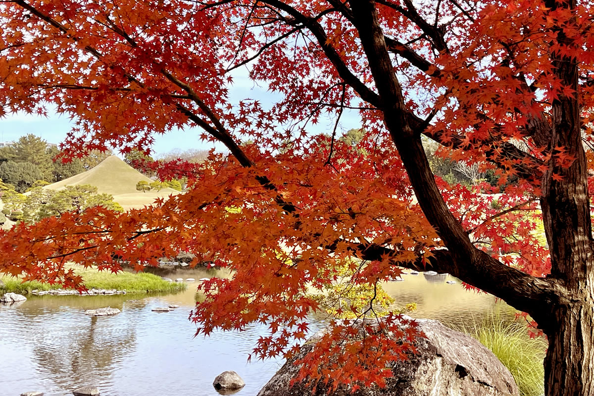 熊本市水前寺成趣園の紅葉