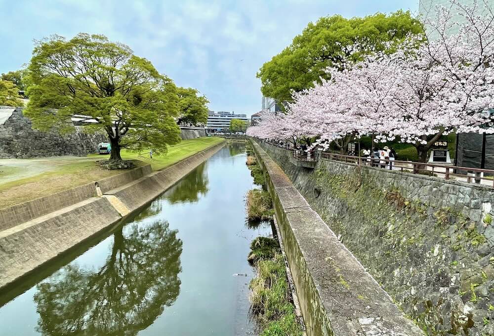 熊本城内堀の坪井川沿いの桜