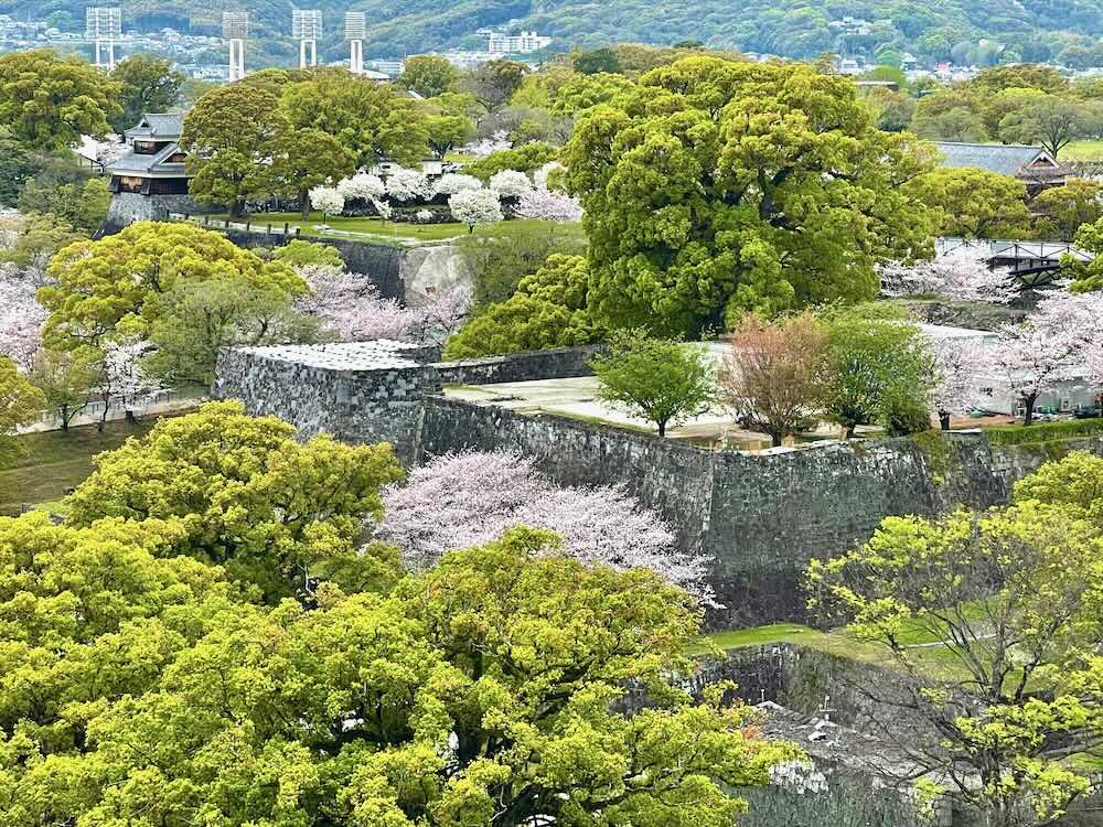 熊本城の満開の桜を熊本市役所本庁舎14階の展望ロビーから撮影