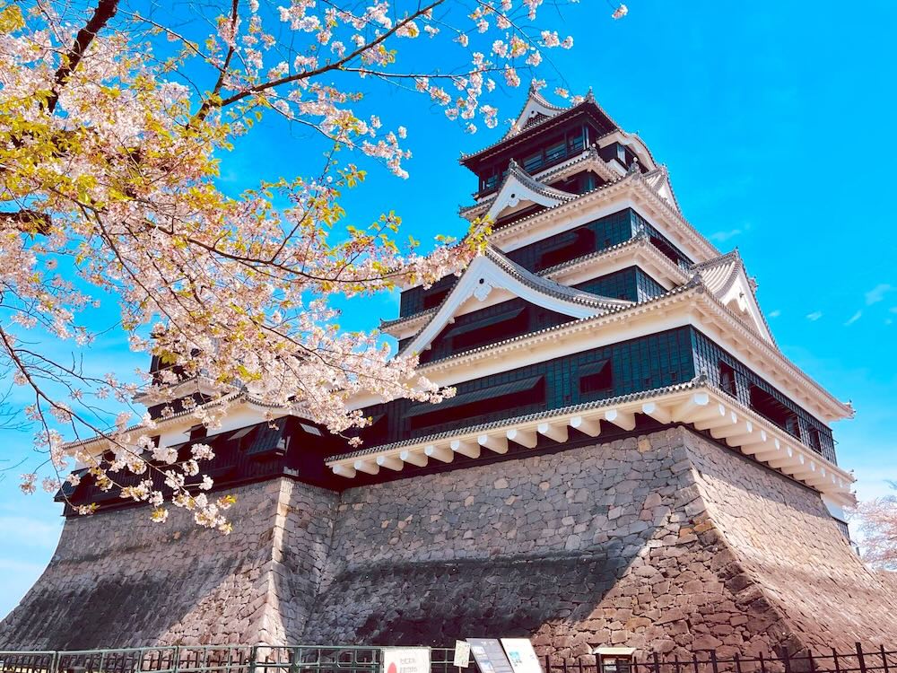 熊本城與櫻花 春季景色