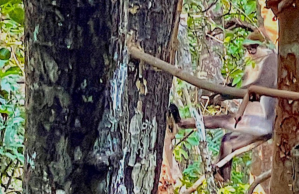 マングローブ探検ツアーのマングローブに棲む猿