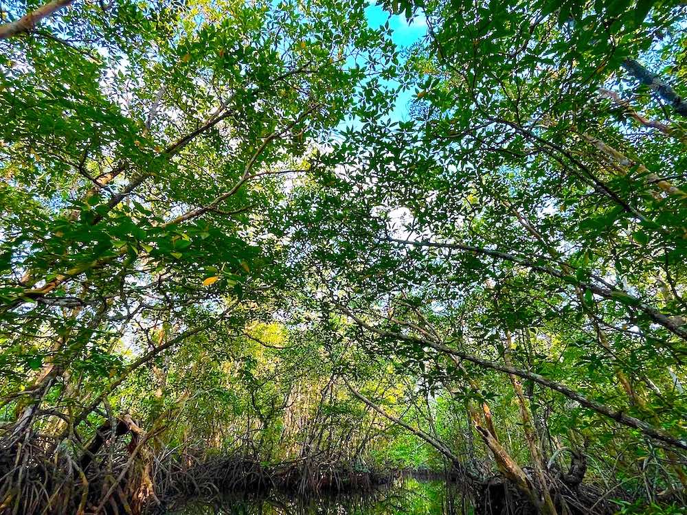 マングローブ探検ツアーのマングローブの森